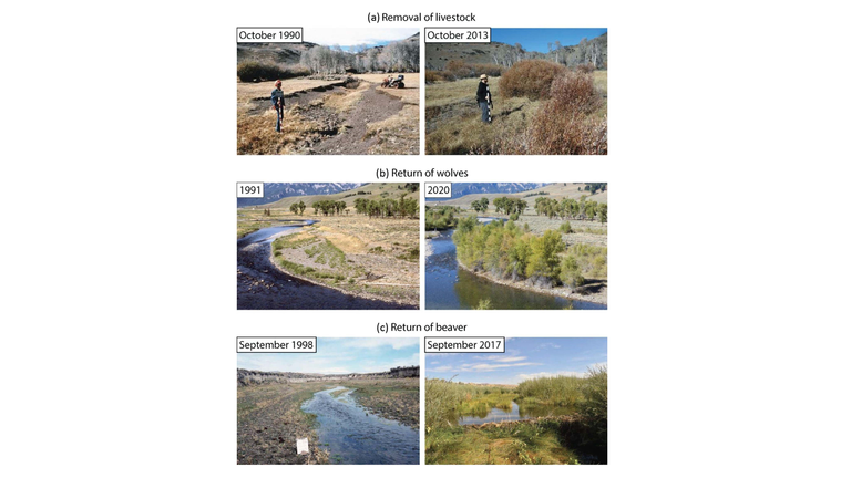 An image in the study shows the impact of the interventions the scientists propose. Pic: BioScience