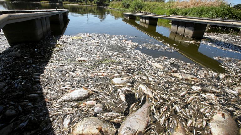 At least 10 tonnes of fish were pulled from the river 