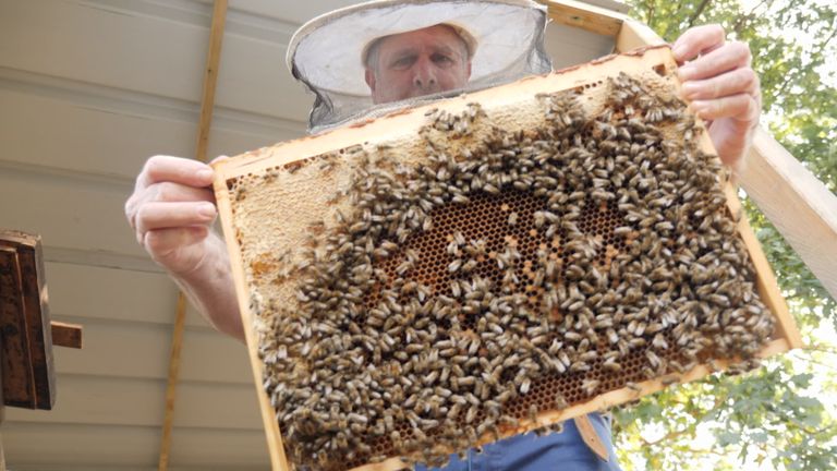 Beekeeper Ron Silver in Bexbach