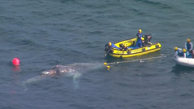 Whale is rescued from shark net on Gold Coast
