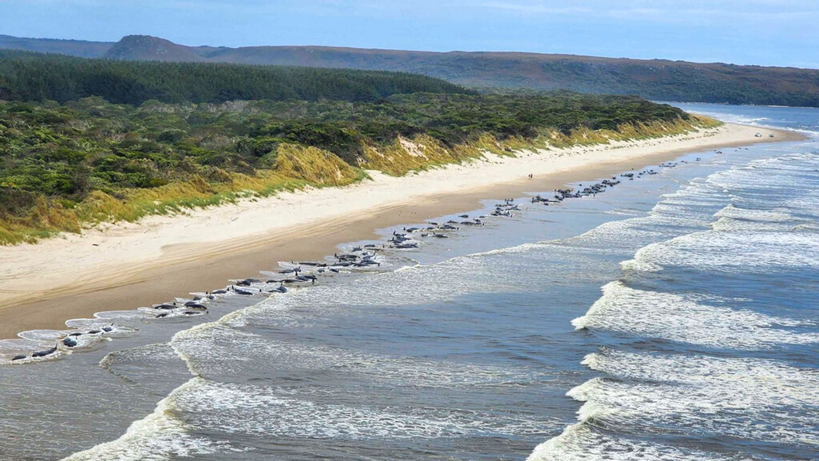 race-to-save-230-whales-stranded-on-australian-beach