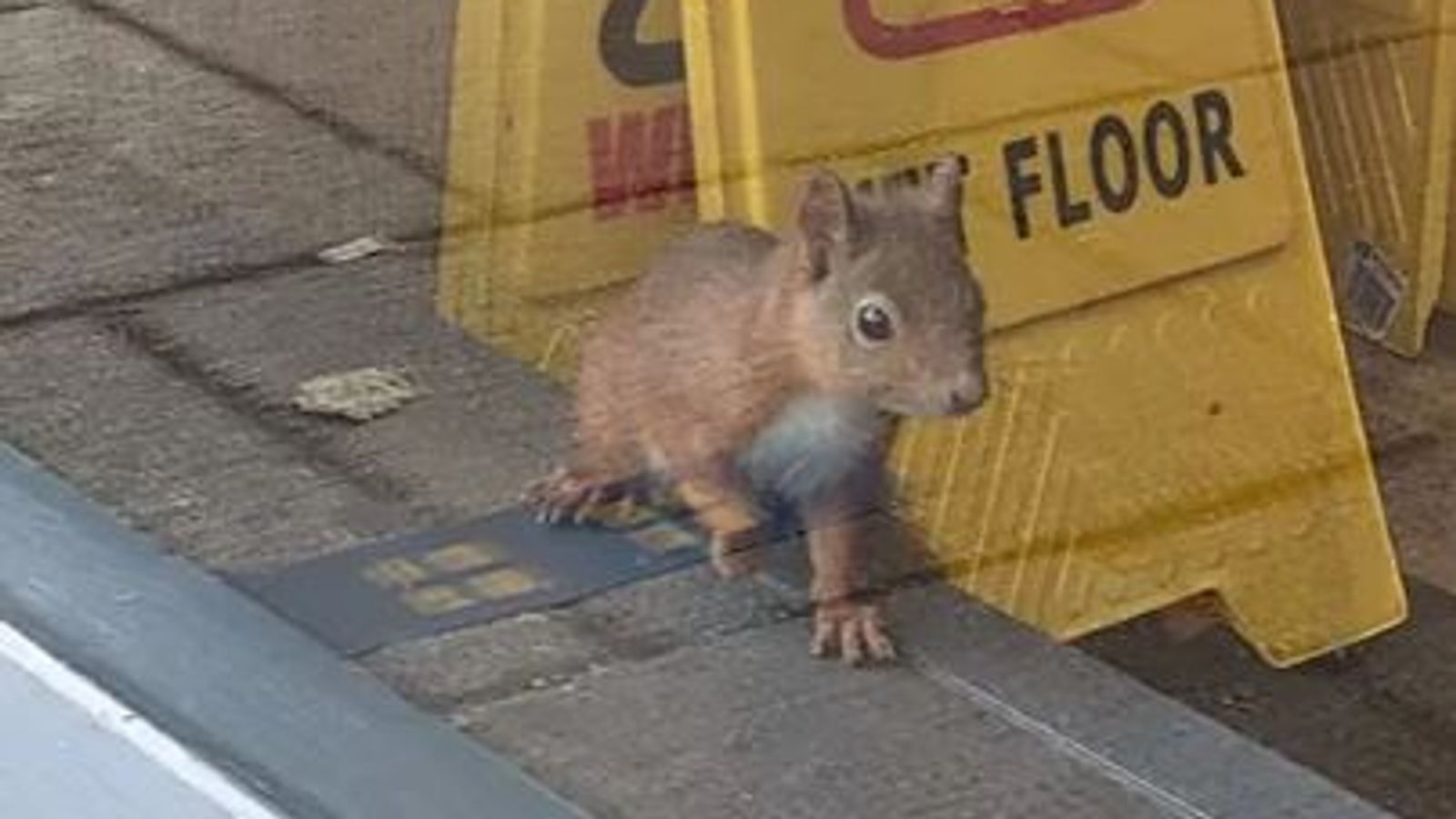 Trapped squirrel forces Greggs shop to close