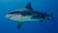 A bull shark in the Bahamas. File pic