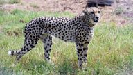 A cheetah is seen after India&#39;s Prime Minister Narendra Modi released it following its translocation from Namibia, in Kuno National Park, Madhya Pradesh, India, September 17, 2022. India&#39;s Press Information Bureau/Handout via REUTERS THIS IMAGE HAS BEEN SUPPLIED BY A THIRD PARTY. NO RESALES. NO ARCHIVES.