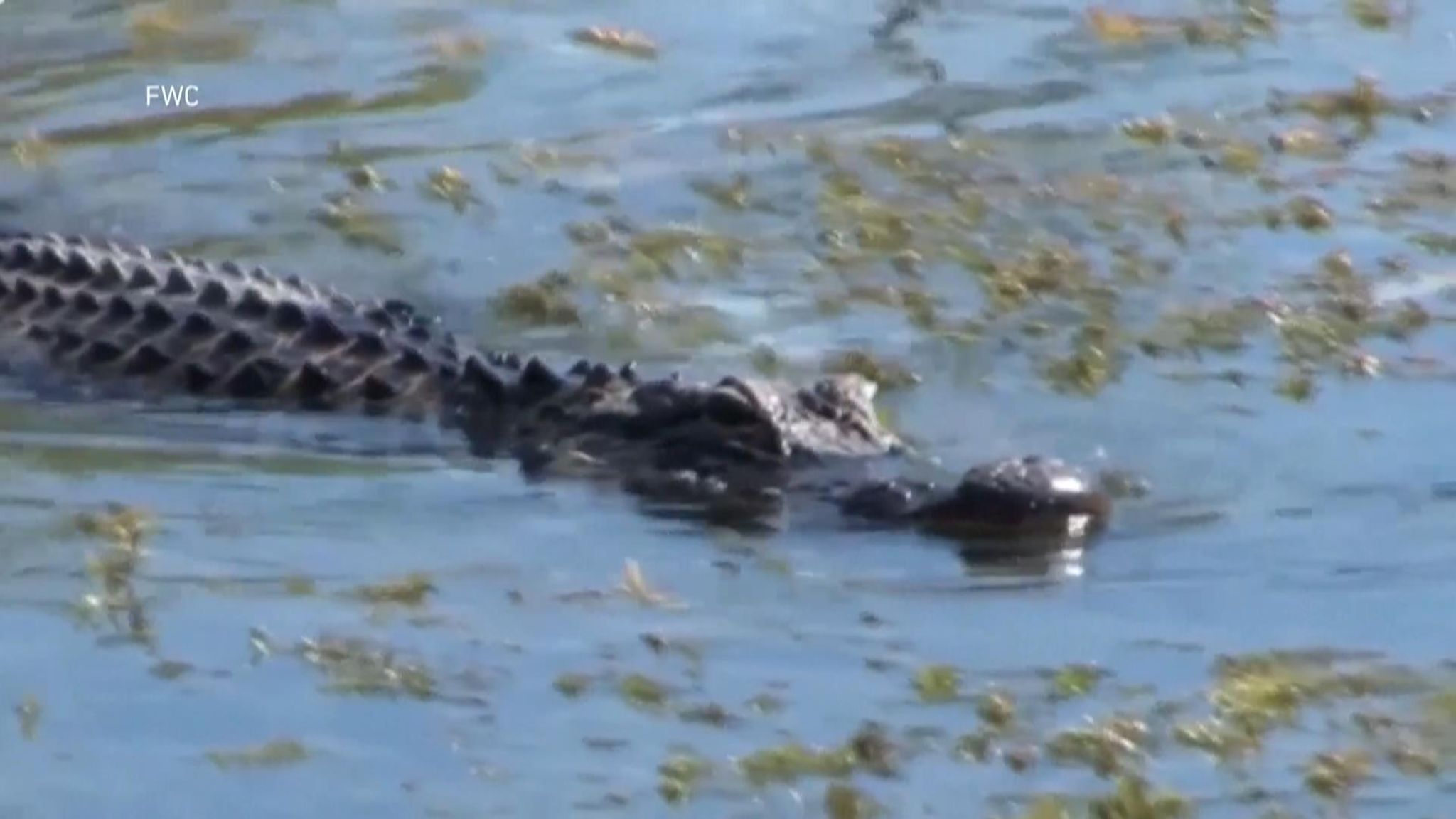 Florida Man Had Arm Bitten Off In Alligator Attack Before Getting Lost In Woods For Three Days