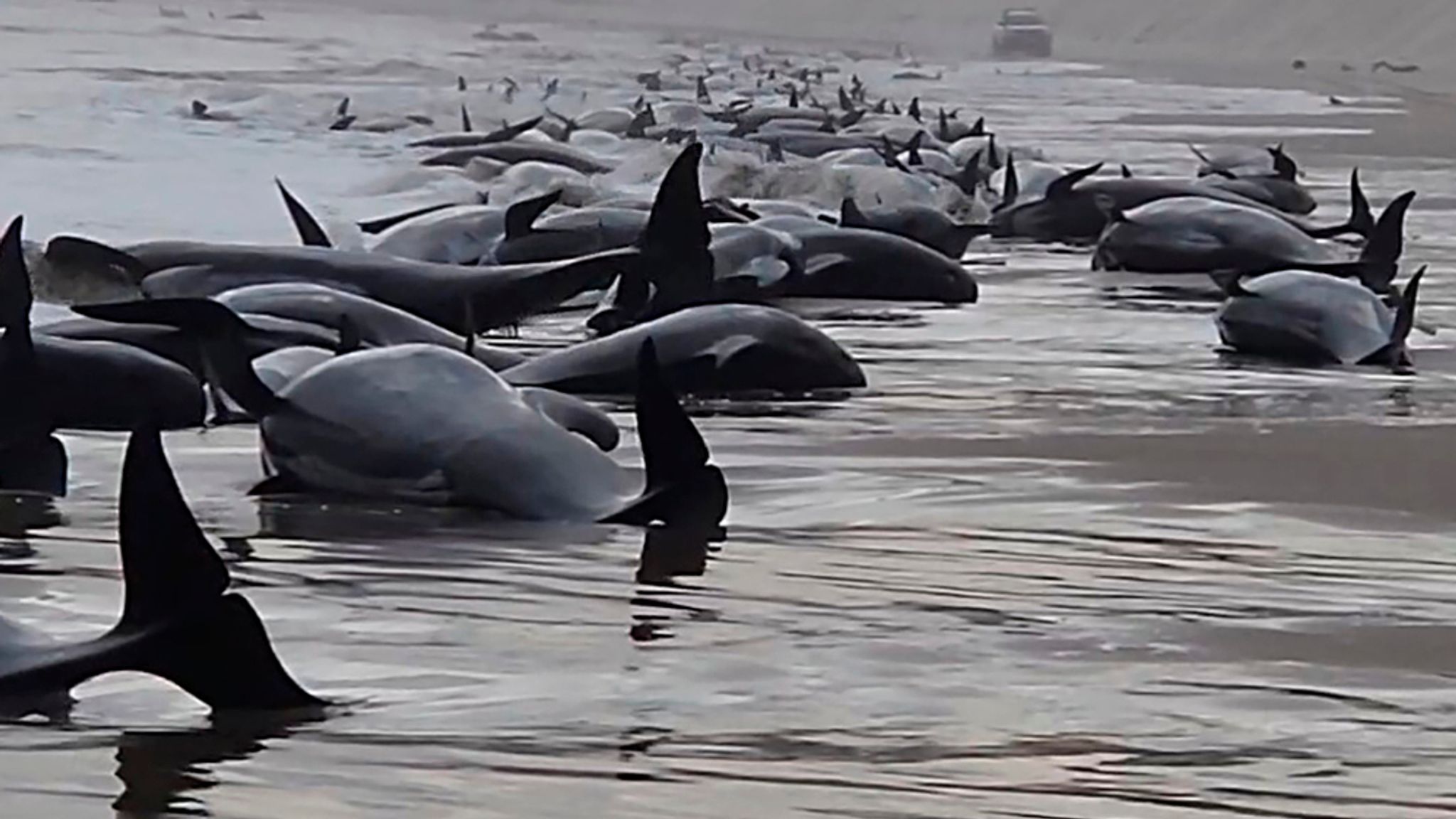 Почему дельфинов выбрасывает на берег. Киты выбросились на берег 2022. Киты в Австралии выбросились на берег. Черные дельфины выбросились на берег. Дельфины выбрасываются на берег.