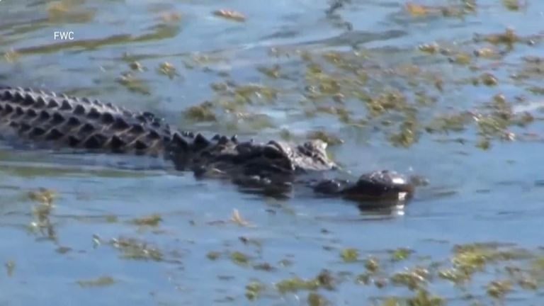 "Leave them gators alone". That&#39;s the advice from a Florida man who lost his arm to one of the huge reptiles as he took the questionable decision to swim across a lake.