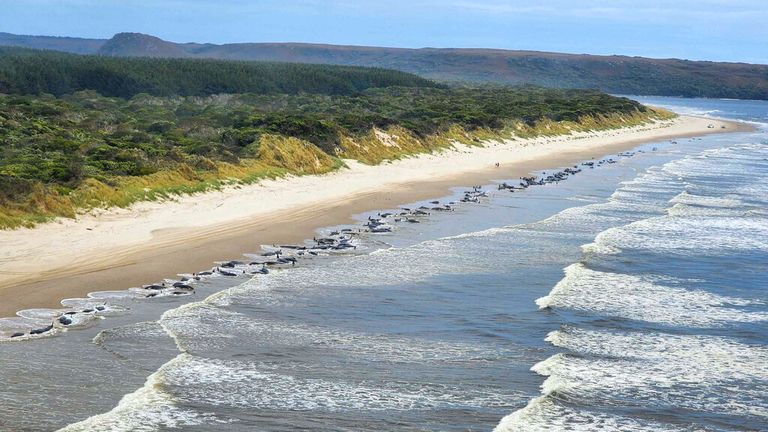 Cette photo publiée par le Département des ressources naturelles et de l'environnement de Tasmanie montre des baleines échouées sur Ocean Beach à Macquarie Harbour sur la côte ouest de la Tasmanie en Australie, le mercredi 21 septembre 2022. (Département des ressources naturelles et de l'environnement de Tasmanie via AP)