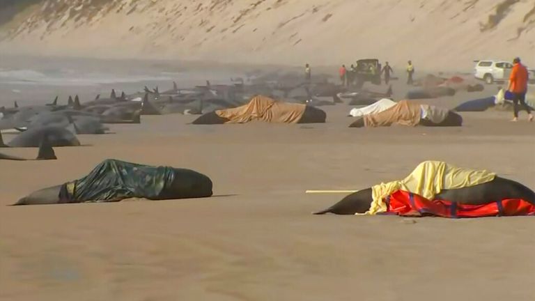 This image made from a video, shows the stranded whales on Ocean Beach, near Strahan, Australia Wednesday, Sept. 21, 2022. More than 200 whales have been stranded on Tasmania...s west coast, just days after 14 sperm whales were found beached on an island off the southeastern coast. (Australian Broadcasting Corporation via AP)