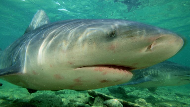 A bull shark in the Bahamas.  Image file: AP