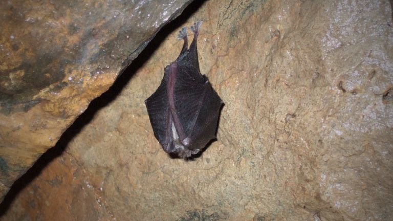 A Lesser horseshoe bat Pic: Woodland Trust of a Lesser horseshoe bat (Rhinolophus hipposideros)