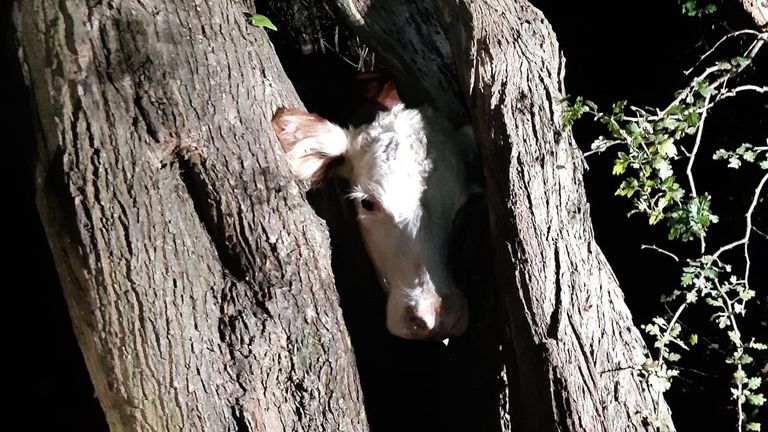 Handout photo taken with permission from the Twitter feed of @HantsIOW_fire of a cow with it's head stuck in a tree in Chilbolton, Hampshire. Firefighters had to "re-moove" a cow's head from a tree after it got stuck. A crew from the Hampshire and Isle of Wight Fire and Rescue Service (HIWFRS) spent more than an hour trying to free a cow, which got its head stuck in a tree on Chilbolton Common, Hampshire, on Wednesday evening. Issue date: Friday September 2, 2022.

