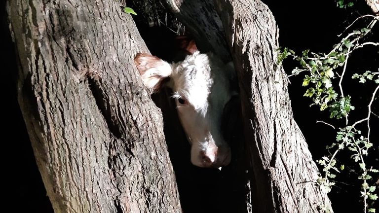 Handout photo taken with permission from @HantsIOW_fire's Twitter feed, with a cow's head stuck in a tree in Chilbolton, Hampshire.firefighters have to "eliminate" A bull head removed from a tree after being stuck. Crews from the Hampshire and Isle of Wight Fire and Rescue Service (HIWFRS) spent more than an hour trying to free a cow whose head was stuck in a tree in Chilbolton Common in Hampshire on Wednesday night superior. Release Date: Friday, September 2, 2022.