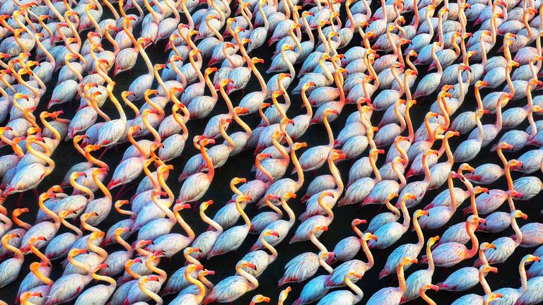 Siena Award: Drone Photo Award 2022. WILDLIFE: 1st Place - Unite by Mehdi Mohebipour Flamingos sleep together at night for greater security and stay close to each other during the day , thus protecting each other.  In this body crowd, colorful shades of plumage and light reflections stand out.