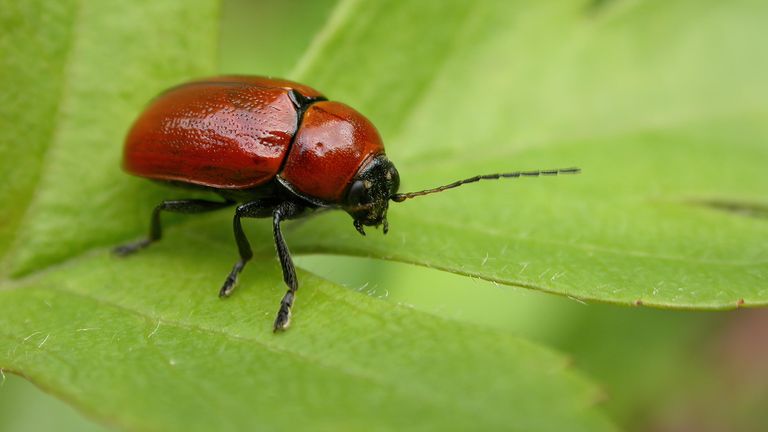 The Hazel pot beetle has some rather unsavoury pupating habits