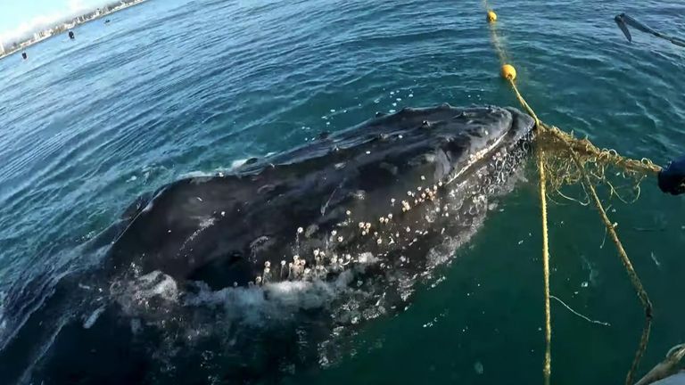 Humpback whale is freed from shark net on Australia&#39;s Gold Coast