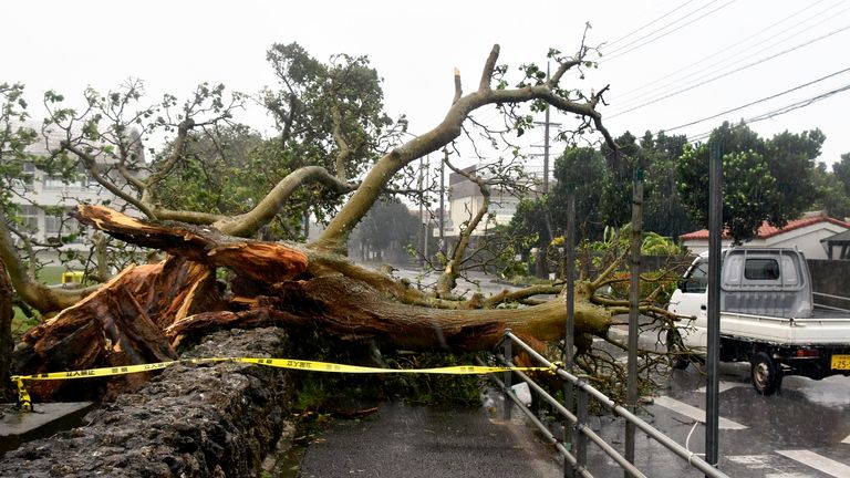 A tree felled by strong winds blocks a road in Ishigaki City, Okinawa Prefecture on Suptember 4, 2022, as a powerful typhoon Hinnamnor is coming close to western Japan. ( The Yomiuri Shimbun via AP Images )