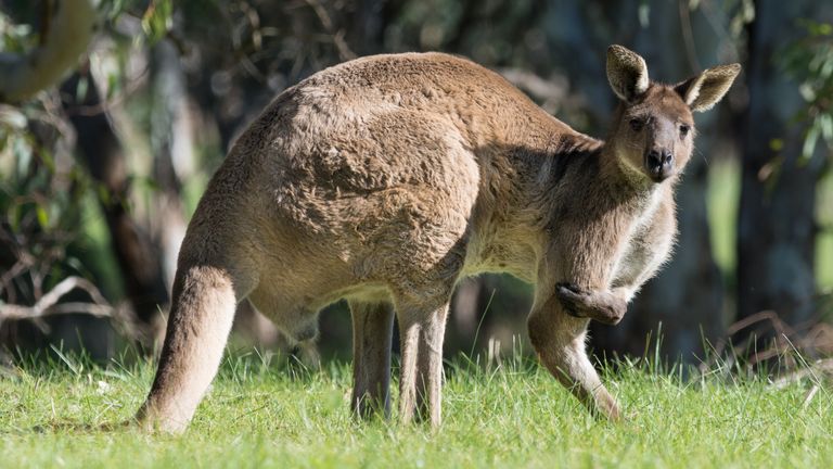 Kangaroo kills man in Australia for first time since 1936 | World News |  Sky News