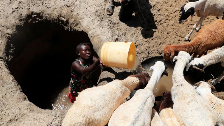 Tina Ekiro from the Turkana pastoralist community affected by the worsening drought due to failed rain seasons, waters sheep from an open well dug on a dry riverbed in Loyoro village of Kalokol in Turkana, Kenya September 28, 2022