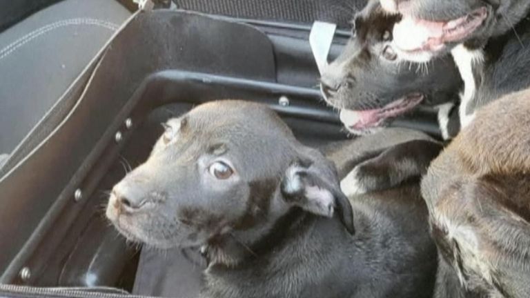 Puppies discovered in a suitcase by a motorist in North Carolina are recovering