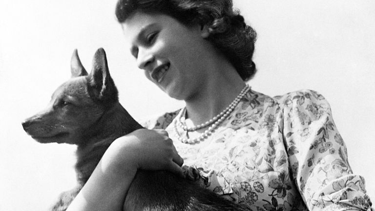 Foto de archivo de la princesa Isabel sosteniendo un corgi, fechada el 21/9/1950.  Durante su reinado, la Reina fue dueña de más de 30 corgis, muchos de ellos descendientes directos de Susan, a quien sus padres le regalaron como regalo de cumpleaños número 18 en 1944 y amaba lo suficiente como para acompañar a la Princesa Isabel en su luna de miel.  Fecha de emisión: jueves 8 de septiembre de 2022.