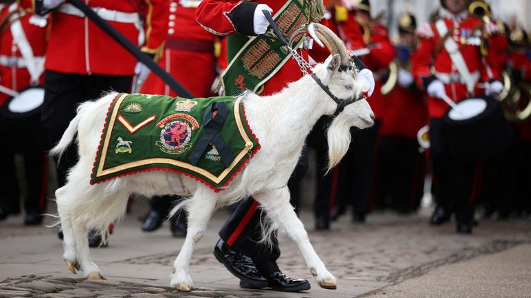 Battalion of the Royal Welsh, supported by the Band of the Royal Welsh, march with their mascot ahead of the proclamation ceremony for Britain&#39;s King Charles, following the death of Britain&#39;s Queen Elizabeth, at Cardiff Castle in Cardiff, Wales, Britain September 11, 2022. REUTERS/Molly Darlington
