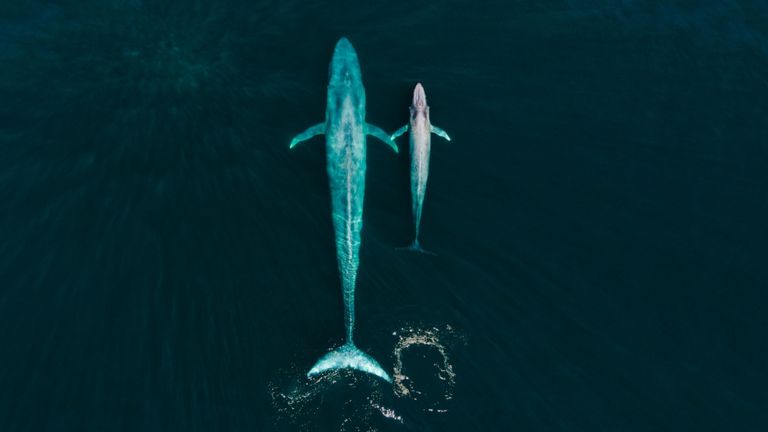 Siena Awards: Drone Photo Awards 2022 
WILDLIFE: Highly commended - Blue.by Fernando O&#39;farrill
The blue whale is not only the biggest animal on earth but the biggest that has ever existed. During the 20th century thousands of blue whales were killed by both legal and illegal hunting. After such a big drop on their population, and a lot of effort from international organizations, for the first time their population is increasing.