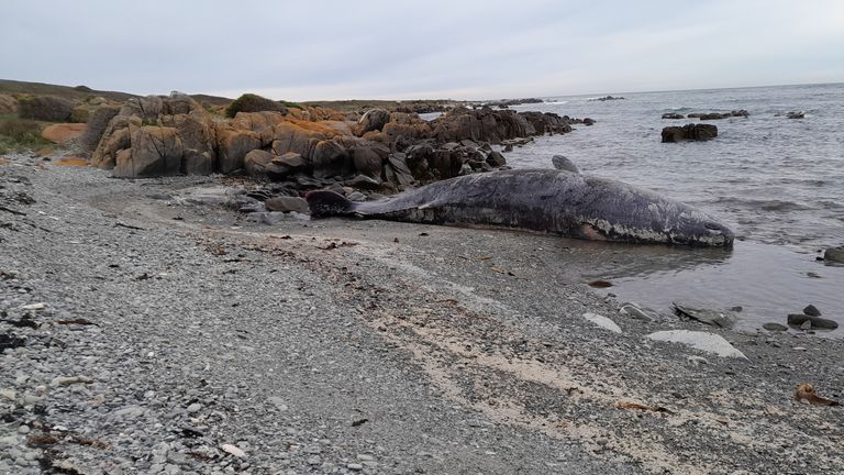 A beached sperm whale is seen at bay in King Island, Tasmania, Australia September 20, 2022. Sarah Baldock/Handout via REUTERS THIS IMAGE HAS BEEN SUPPLIED BY A THIRD PARTY. MANDATORY CREDIT. NO RESALES. NO ARCHIVES.

