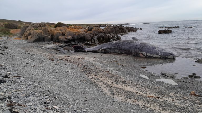 Australia whales: 90 dead in mass stranding off Tasmania - BBC News