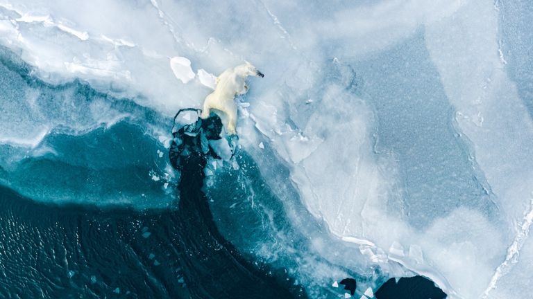 Siena Awards: Drone Photo Awards 2022. 
WILDLIFE: Runner up - Learning Life by Florian Ledoux
A young polar bear, a yearling, is playing in the water testing the fresh ice and jumping back and forth in the water with his sibling, while their mother is resting nearby. This image is the result of 5 months in the field, living with and near the bears in a remote camp on the east coast of Svalbard.
