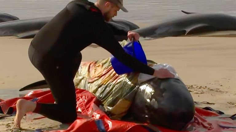 In this image made from a video, a rescuer pours water on one of stranded whales on Ocean Beach, near Strahan, Australia Wednesday, Sept. 21, 2022. More than 200 whales have been stranded on Tasmania...s west coast, just days after 14 sperm whales were found beached on an island off the southeastern coast. (Australian Broadcasting Corporation via AP)