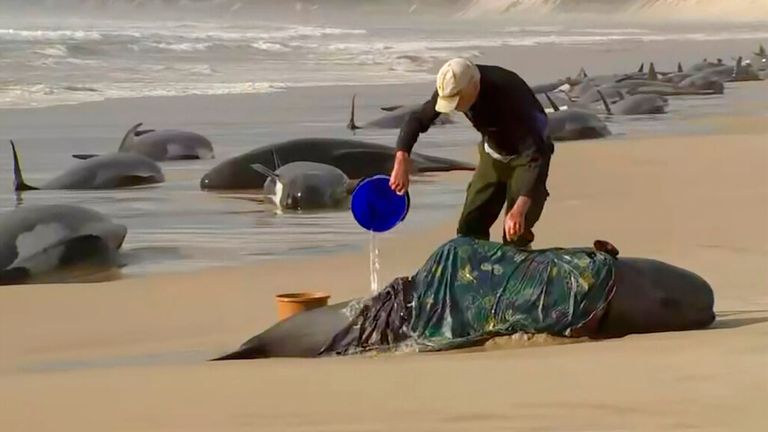 In this image made from a video, a rescuer pours water on one of stranded whales on Ocean Beach, near Strahan, Australia Wednesday, Sept. 21, 2022. More than 200 whales have been stranded on Tasmania...s west coast, just days after 14 sperm whales were found beached on an island off the southeastern coast. (Australian Broadcasting Corporation via AP)