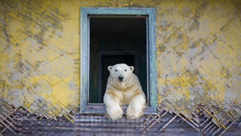 Highly acclaimed polar frame by Dmitry Koch in Animal Portraits category on the Wildlife Photographer website of year competition.  Photo: Dmitry Kokh/Wildlife Photographer of year