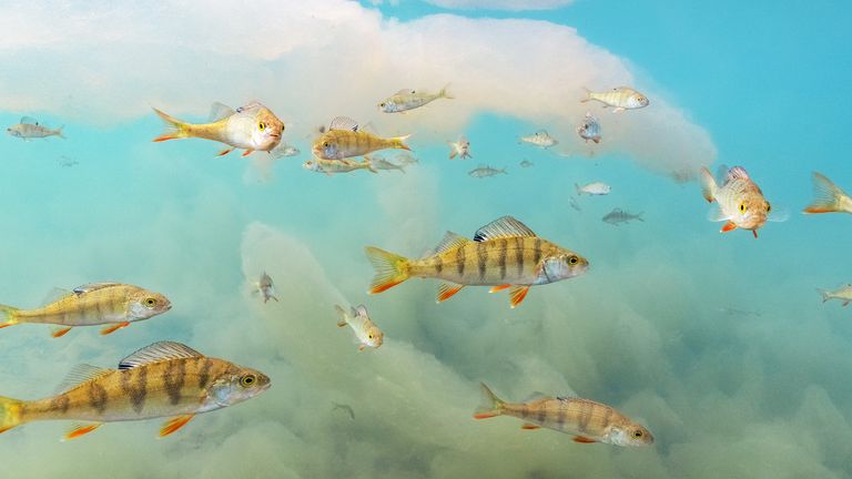 Underwater wonderland, by Tiina Törmänen, Finland
Credit:Tiina Tormanen/Wildlife Photographer of the Year 
