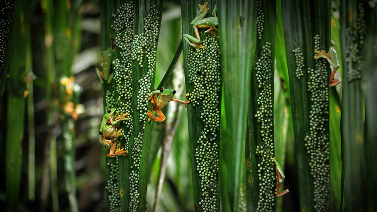 tree frog pool party    Author: Brandon Guell.  Credit: Brandon Guell/Wildlife Photographer of year