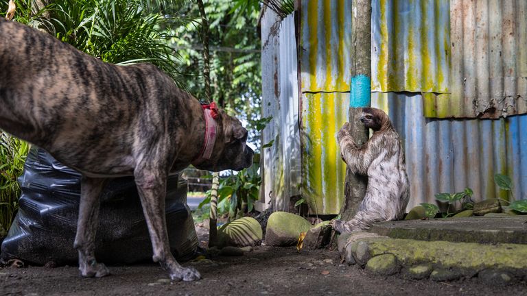Sloth dilemma by Suzi Eszterhas
Must Credit: : Suzi Eszterhas/Wildlife Photographer of the Year