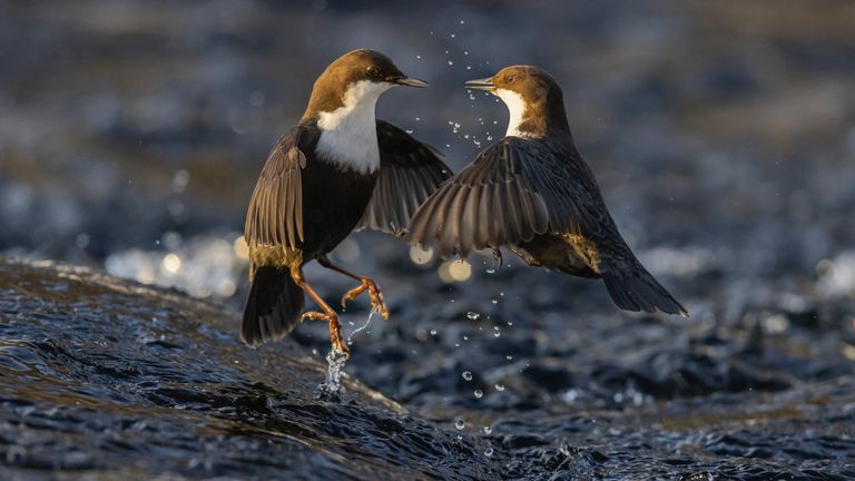 The Dipper Controversy, Heikki Nikk.  Photo: Heikki Nikki/Wildlife Photographer of year 