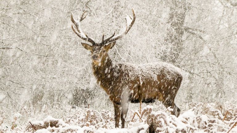  The snow stag by Joshua Cox,
Must Credit:  Joshua Cox/Wildlife Photographer of the Year 