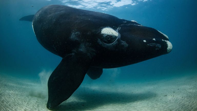  The right look by Richard Robinson
Must Credit: Richard Robinson/Wildlife Photographer of the Year