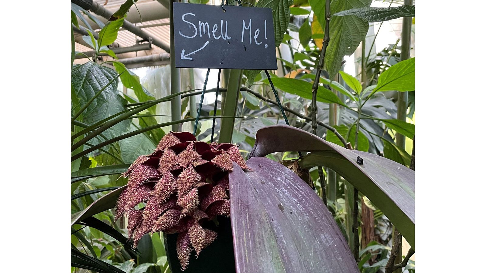'A total stinker' Cambridge botanic garden reveals rare orchid that