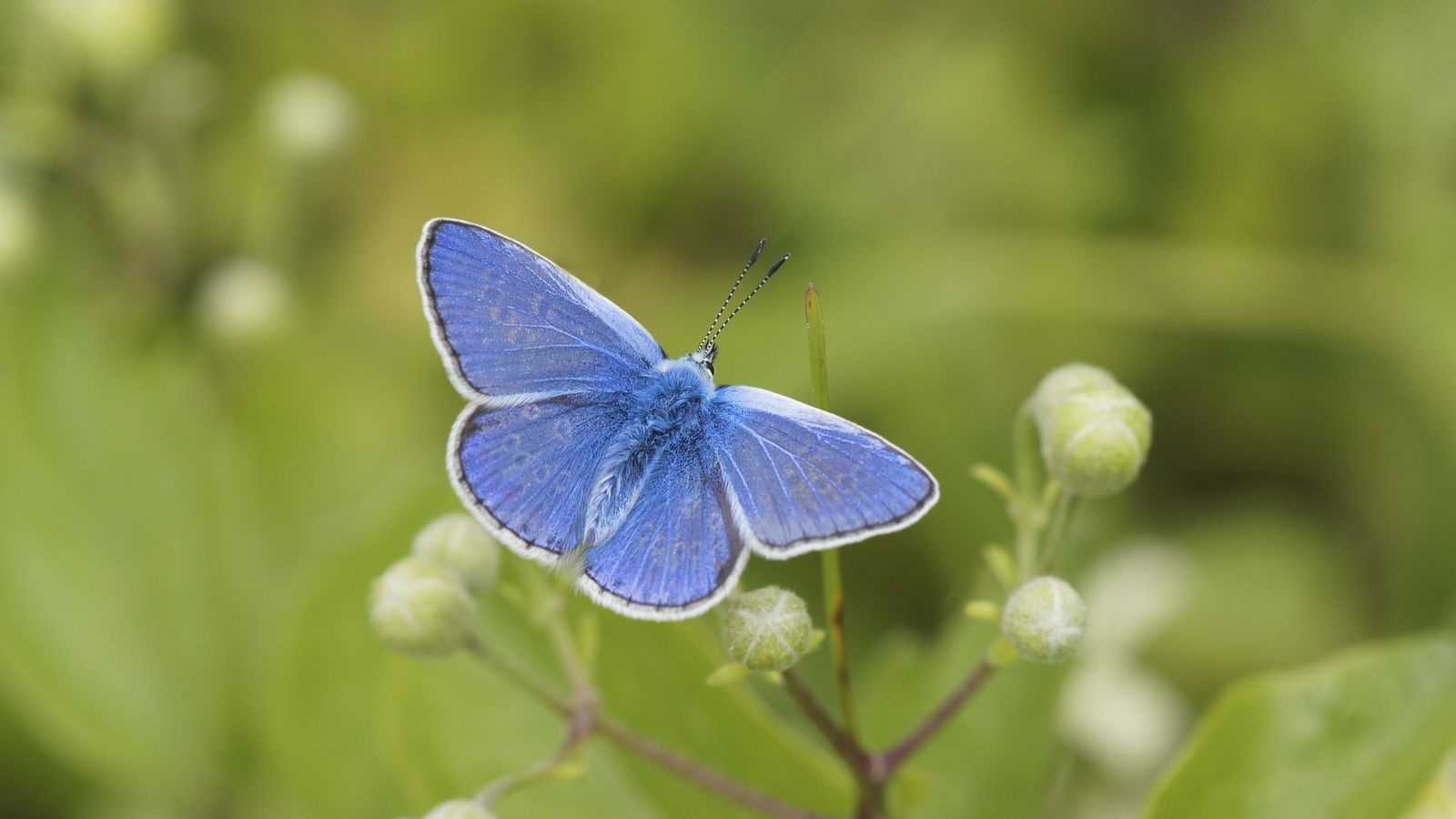 Le nombre de papillons est « inquiétant » malgré le beau temps |  Actualités scientifiques et techniques