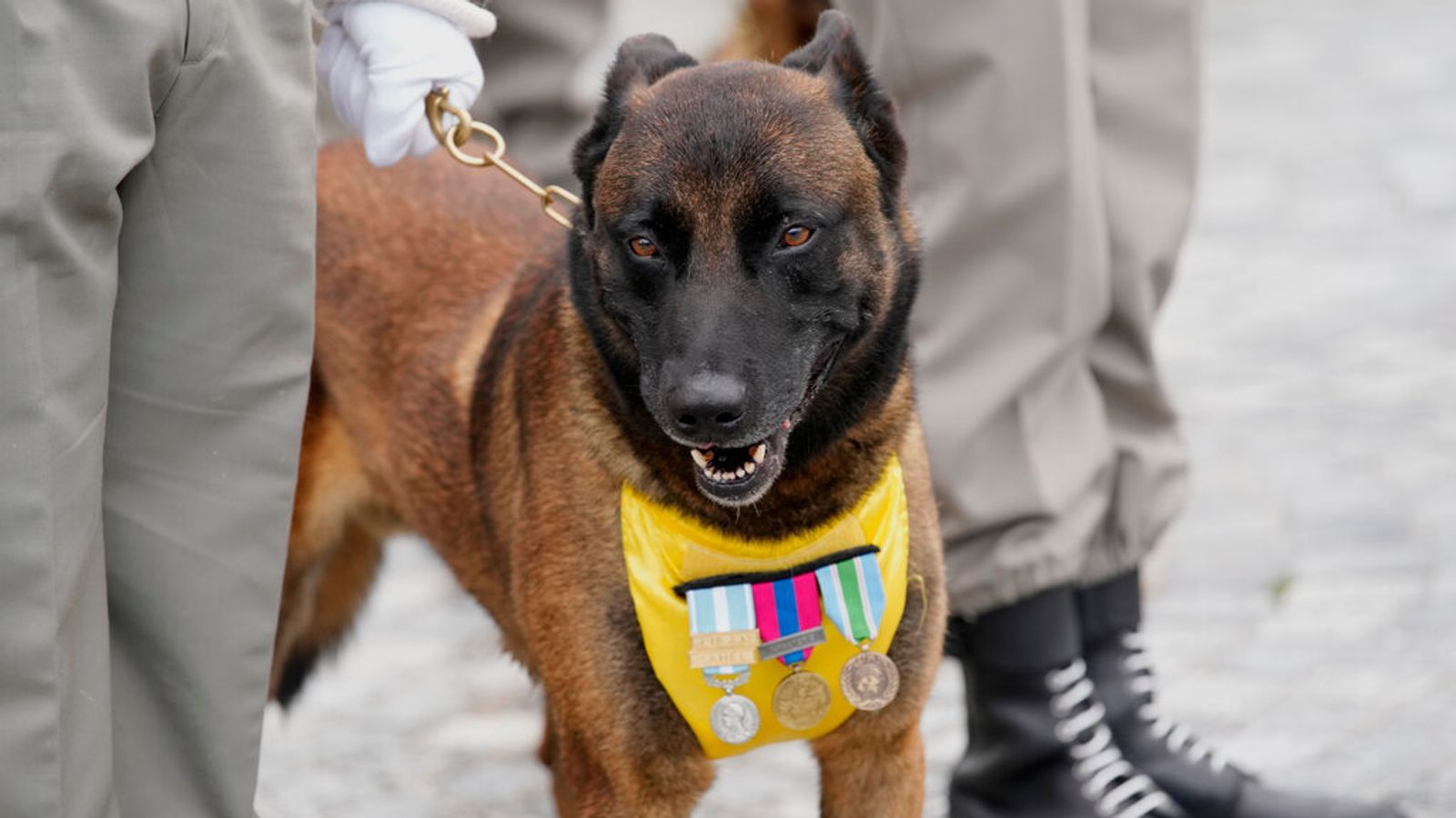 Des chiens héros qui ont aidé à combattre l’extrémisme et à traquer des suspects terroristes honorés d’un mémorial en France |  Nouvelles du monde