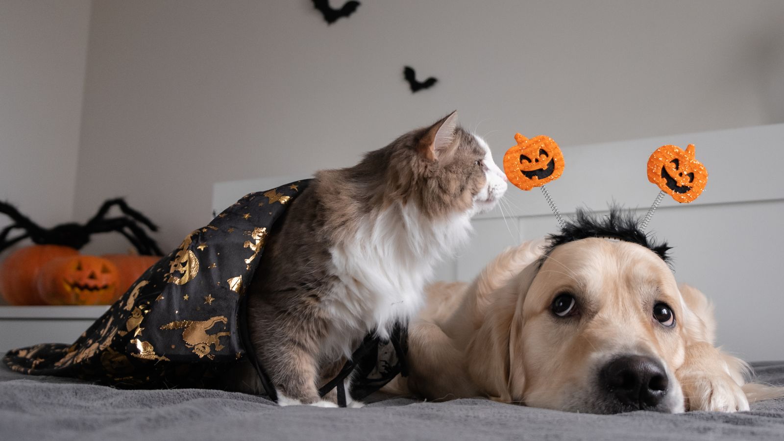 Les vétérinaires préviennent que les costumes « pourraient être nocifs » pour les animaux de compagnie avant Halloween |  Nouvelles du Royaume-Uni