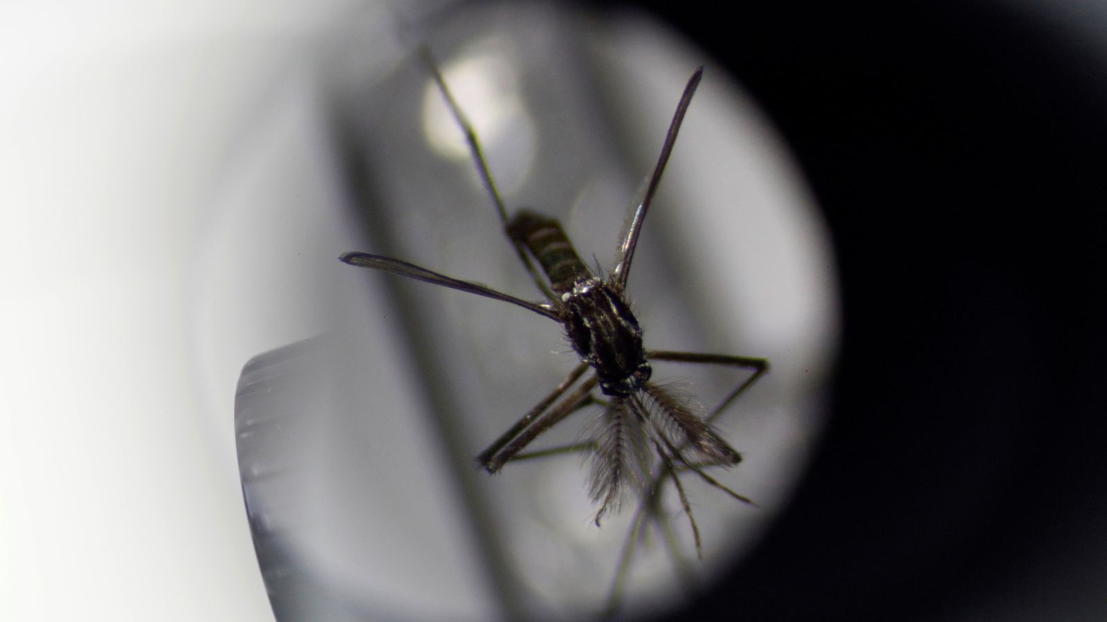 Você está convencido de que você é um ímã de mosquitos?  Ciência diz que pode haver uma boa razão  notícias de ciência e tecnologia