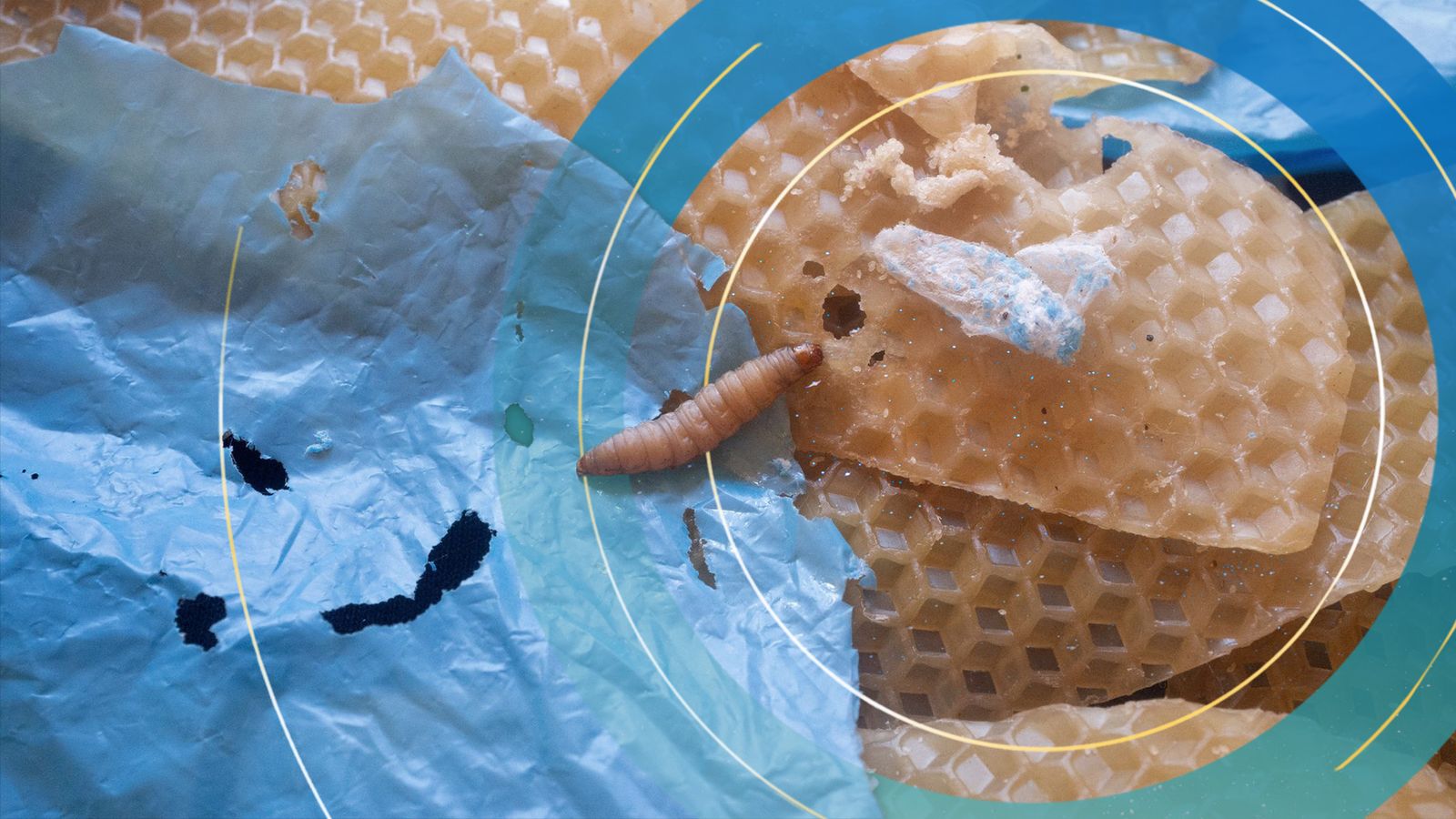 La salive de Worm décompose le plastique lors d’une percée majeure dans la pollution |  Actualité Climatique