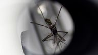 PREVIEW
An aedes aegypti mosquito is displayed under a microscope at the National Environmental Agency&#39;s mosquito production facility in Singapore August 19, 2020. Picture taken August 19, 2020. REUTERS/Edgar Su