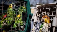 Parrots sit in cages waiting to be transported to the mainland in Pine Island, Fla., Tuesday, Oct. 4, 2022. Volunteers helped evacuate hundreds of birds from the Malama Manu Sanctuary to escape damage from Hurricane Ian. (AP Photo/Robert Bumsted)