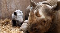 A black rhino with her baby at Chester Zoo