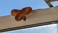 Handout photo dated 08/10/22 issued by the RSPCA of a corn snake on the window frame of a home in Hereford Walk, Basildon. Issue date: Sunday October 23, 2022.