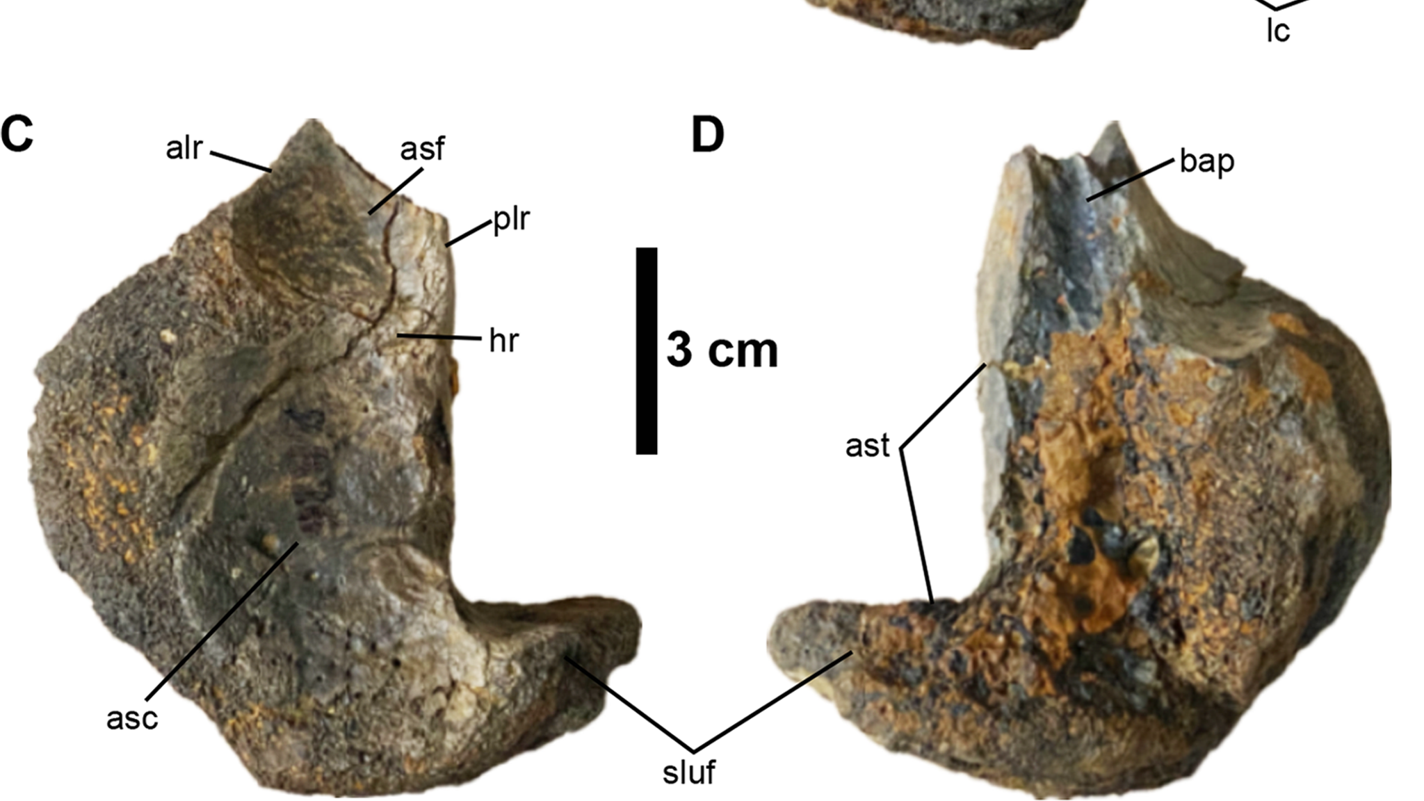 Fossils show gigantic ostrich-like dinosaurs roamed North America | Science  & Tech News | Sky News